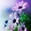 Flor  de Liz Ramirez Salazar
